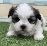 ミックス(マルチーズ×シーズー)【宮崎県・女の子・2024年11月22日・ホワイト&ゴールド】の写真4