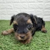 ヨークシャーテリア【宮崎県・男の子・2025年10月6日・スチールブルー&タン】の写真9