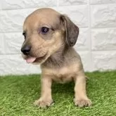 ミニチュアダックスフンド(スムース)【宮崎県・男の子・2025年10月14日・レッド】の写真5