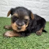 ヨークシャーテリア【宮崎県・男の子・2025年10月6日・スチールブルー&タン】の写真5