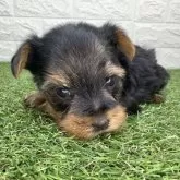 ヨークシャーテリア【宮崎県・男の子・2025年10月6日・スチールブルー&タン】の写真5