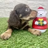 ミニチュアダックスフンド(ロング)【宮崎県・女の子・2025年10月14日・チョコレート&タン】の写真2