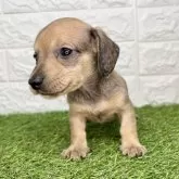 ミニチュアダックスフンド(スムース)【宮崎県・男の子・2025年10月14日・レッド】の写真6