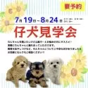 マルチーズ【宮崎県・男の子・2025年7月11日・ホワイト】の写真6