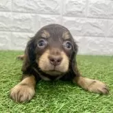 ミニチュアダックスフンド(ロング)【宮崎県・女の子・2025年10月14日・チョコレート&タン】の写真6