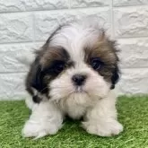 シーズー【宮崎県・男の子・2025年9月15日・ゴールド&ホワイト】の写真2