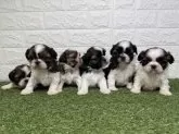 シーズー【宮崎県・男の子・2025年6月7日・ゴールド&ホワイト】の写真7「右から2番目が僕だよ🐶」