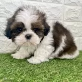 シーズー【宮崎県・男の子・2025年9月15日・ゴールド&ホワイト】の写真4