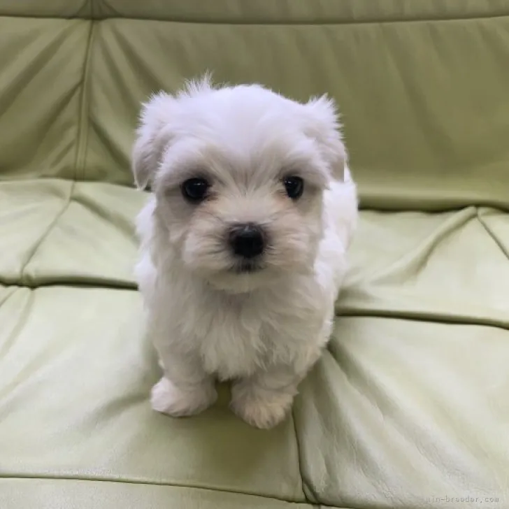 ID:2310-05093の子犬