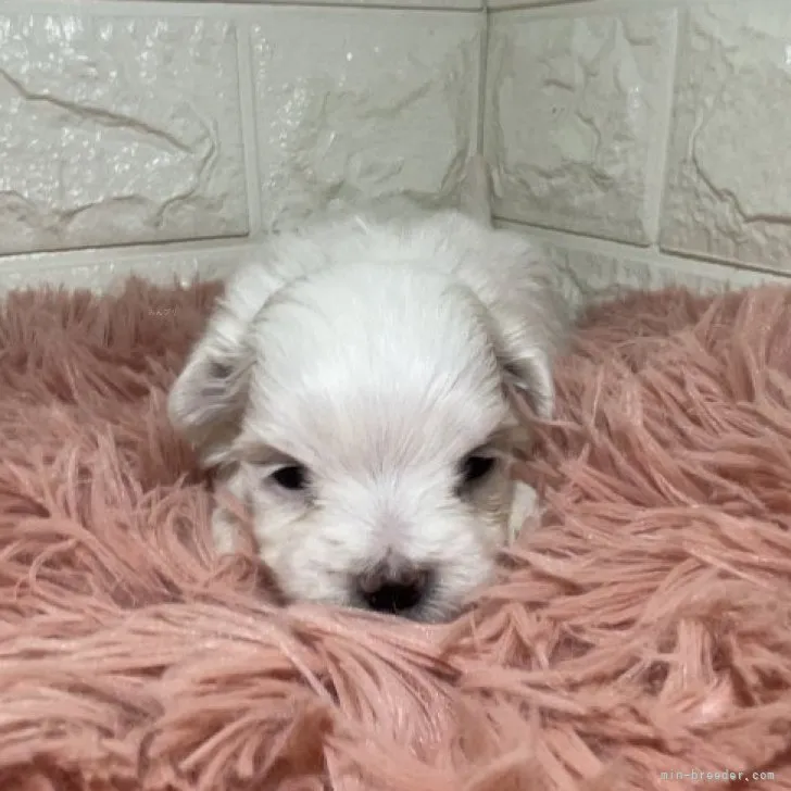 ID:2310-05092の子犬