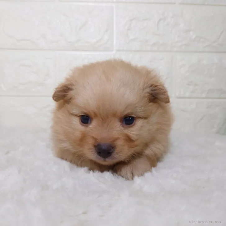 ID：2306-04397の子犬