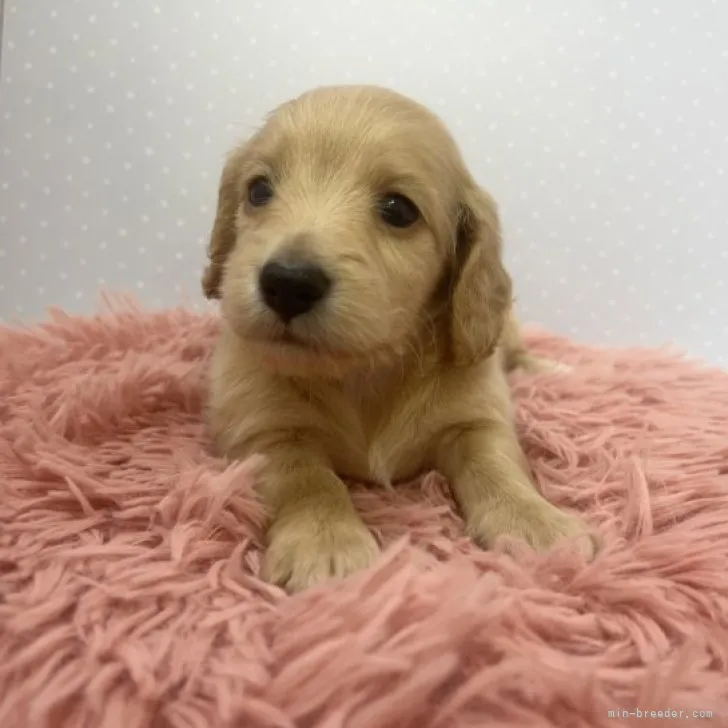 ID:2303-04205の子犬