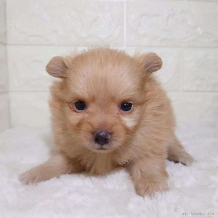 ID:2306-04406の子犬