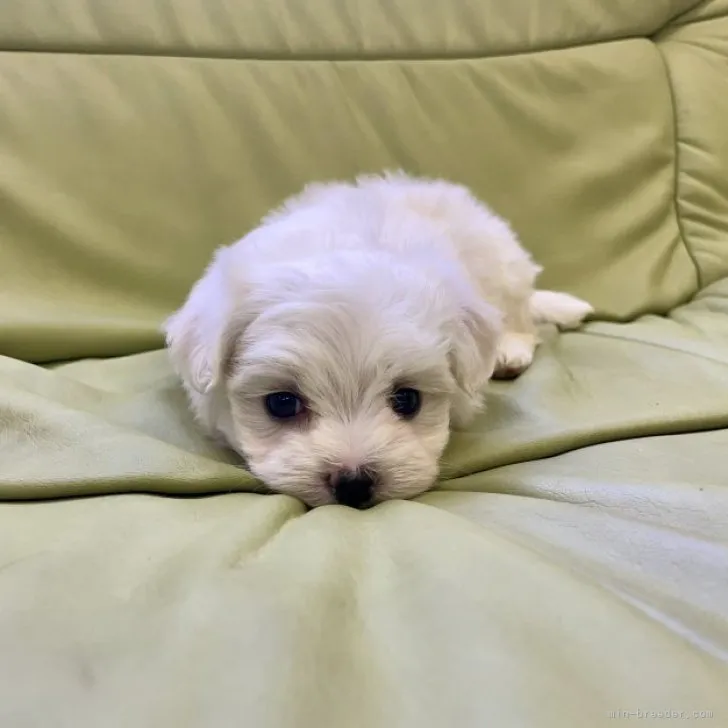 ID:2310-05087の子犬