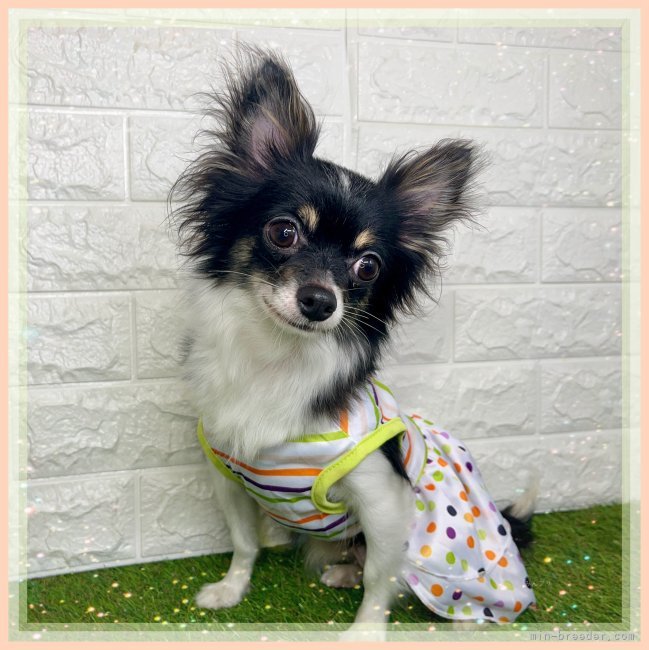 チワワ(ロング)【・女の子・2023年7月30日・ブラックタン&amp;ホワイト】