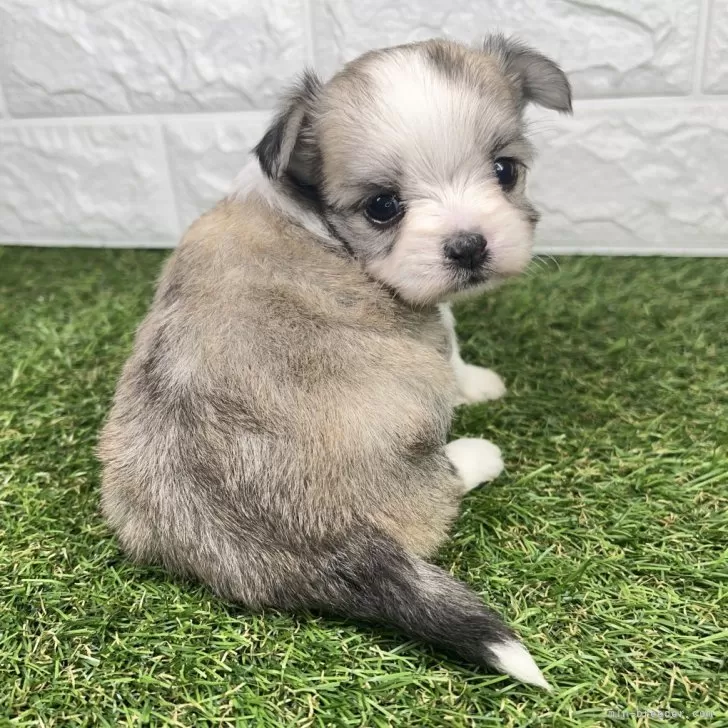 ID:2408-05012の子犬