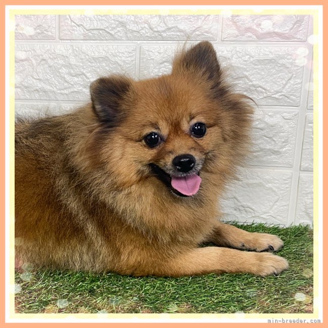 ポメラニアン【・女の子・2021年12月9日・オレンジ】