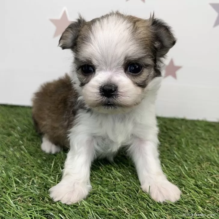 ID：2408-04859の子犬