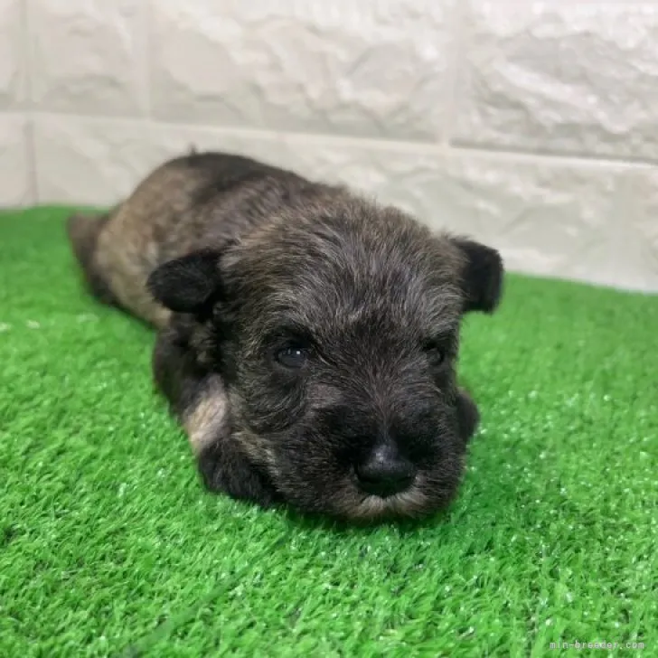ID：2308-06080の子犬