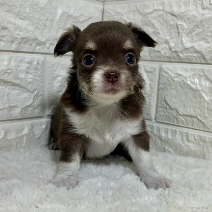 ID：2307-04637の子犬