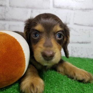 ミニチュアダックスフンド(ロング)【宮崎県・男の子・2024年2月15日・チョコレート&タン】の写真「甘えん坊な男の子💙」