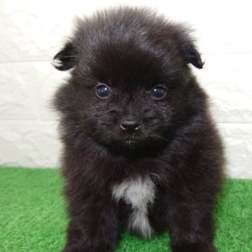 ポメラニアン【宮崎県・男の子・2023年9月11日・ブラック】の写真「寂しがり屋な男の子です。」