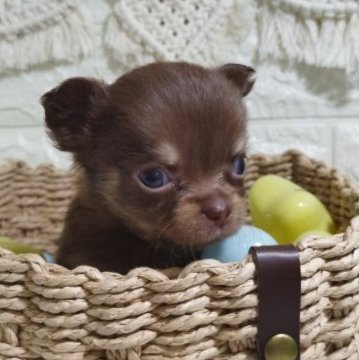 チワワ(ロング)【宮崎県・女の子・2023年6月11日・チョコレートタン】の写真「きょうだいの中では小柄な女の子♪」