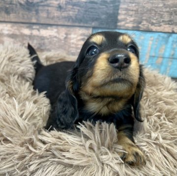 ミニチュアダックスフンド(ロング)【宮崎県・男の子・2024年3月17日・ブラック&タン】の写真「遊ぶのが大好きな男の子💙」