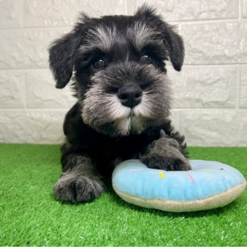 ミニチュアシュナウザー【宮崎県・女の子・2024年2月17日・ブラック&シルバー】の写真「４月20日までの掲載です🐾」