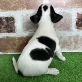 チワワ(スムース)【宮崎県・女の子・2024年2月20日・ホワイト&ブラックタン】の写真3「後ろからのショットです😀」