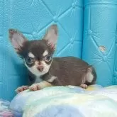 チワワ(ロング)【山口県・男の子・2025年5月28日・チョコタン&ホワイト】の写真1「マンディくん1.65kg凛々しいお顔がステキ✨」