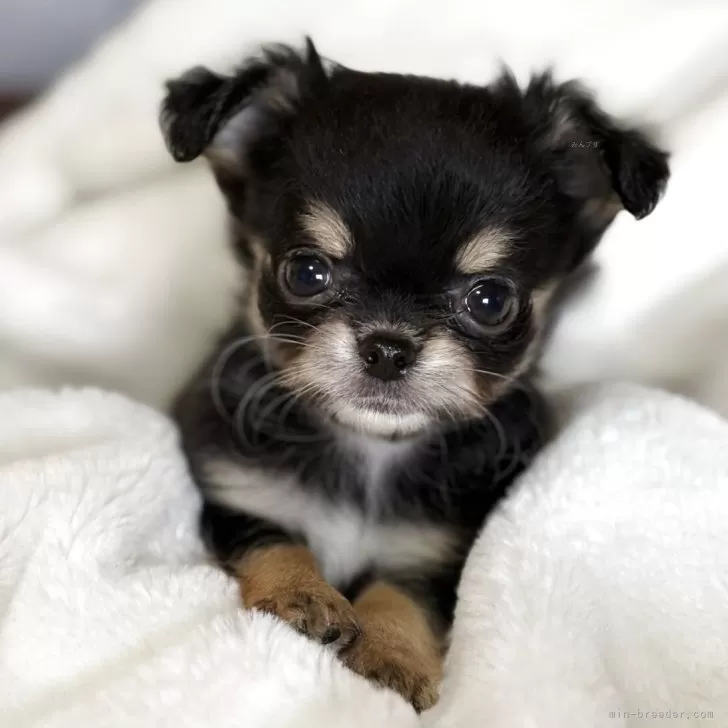 ID:2503-04079の子犬