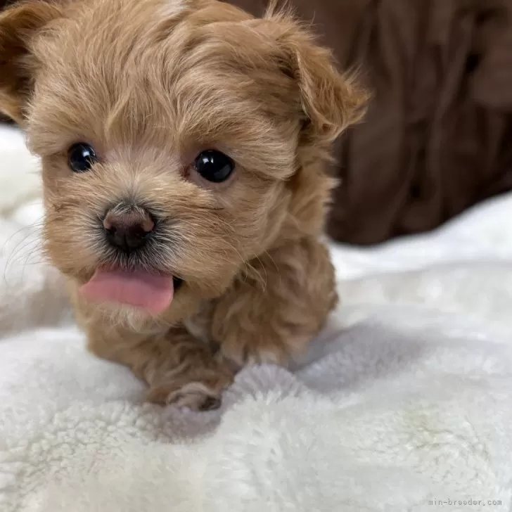ID：2508-01260の子犬