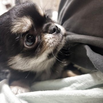 チワワ(ロング)【愛知県・女の子・2025年9月15日・ブラック&クリーム】の写真「掲載終了 間近です！」