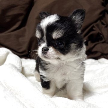 チワワ(ロング)【愛知県・男の子・2025年9月15日・ブラックタン&ホワイト】の写真「兄妹イチのママっ子くん」