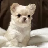 チワワ(ロング)