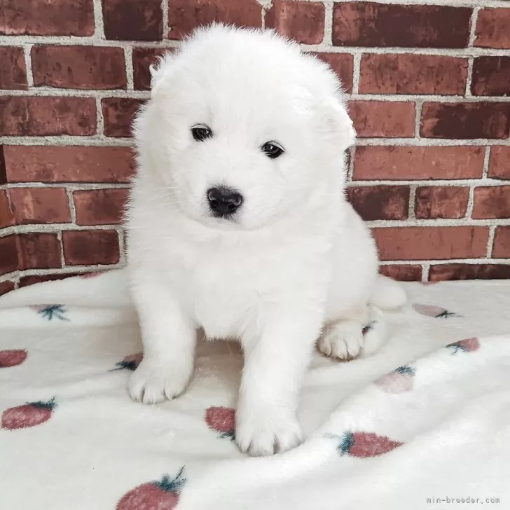 サモエド【京都府・男の子・2025年10月3日・ホワイト】の写真1「生後３２日目の写真です」