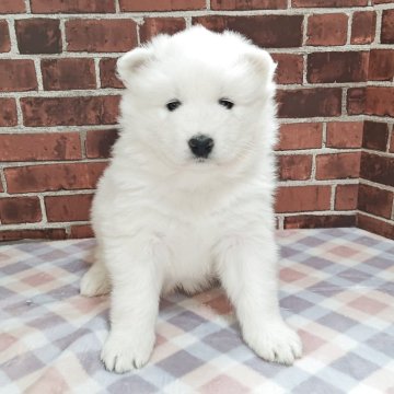 サモエド【京都府・女の子・2025年10月3日・ホワイト】の写真「マイペースなおっとりちゃん」