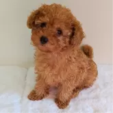 トイプードル(トイ)【京都府・女の子・2024年11月15日・アプリコット】の写真1「たくさんご飯を食べてすくすくと成長中です。」