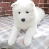 サモエド【京都府・女の子・2025年10月3日・ホワイト】の写真2