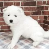 サモエド【京都府・女の子・2025年10月3日・ホワイト】の写真3