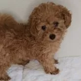 トイプードル(トイ)【京都府・女の子・2024年11月15日・アプリコット】の写真7