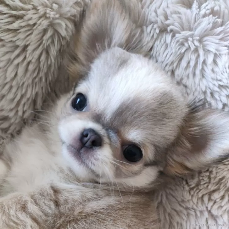 ID:2501-02361の子犬