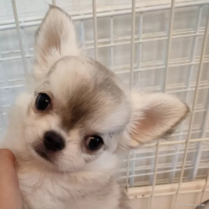 M.H 様のお迎えした子犬