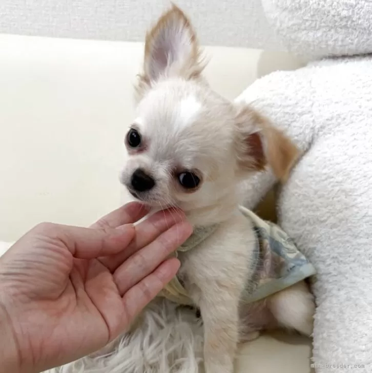 チワワ(ロング)【埼玉県・男の子・2025年8月10日・クリーム】の写真1