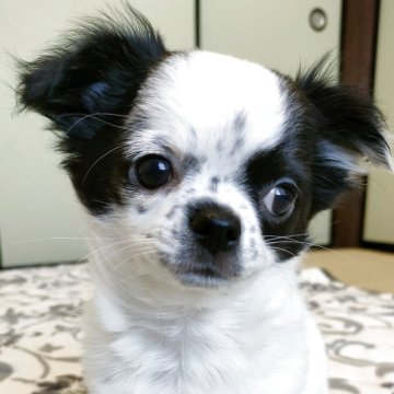 チワワ(ロング)【埼玉県・女の子・2025年1月23日・白黒】の写真「ダルメシアンのようなチワワ💓」
