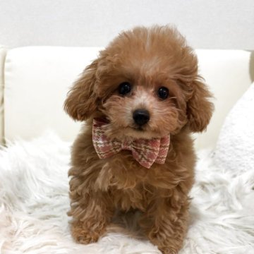 トイプードル(ティーカップ)【埼玉県・女の子・2025年8月11日・アプリコット】の写真「めちゃ可愛いおっとりさん❤️」