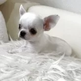 チワワ(スムース)