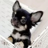 チワワ(ロング)