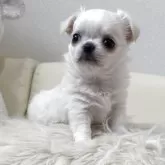 チワワ(ロング)